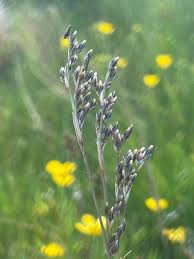 Attēlu rezultāti vaicājumam “Juncus squarrosus”