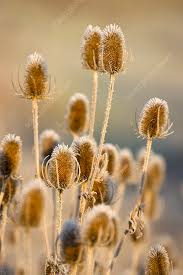 Attēlu rezultāti vaicājumam “Dipsacus fullonum flower”