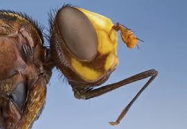 Attēlu rezultāti vaicājumam “Conopidae”