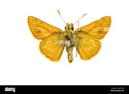 Attēlu rezultāti vaicājumam “Ochlodes sylvanus underside”