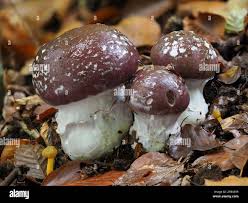 Attēlu rezultāti vaicājumam “Cortinarius praestans”