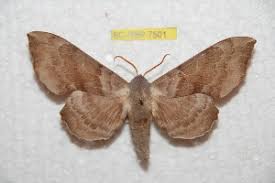 Attēlu rezultāti vaicājumam “Laothoe amurensis”