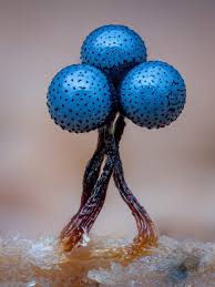 Attēlu rezultāti vaicājumam “Arcyria incarnata macro”