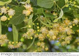 Attēlu rezultāti vaicājumam “Tilia x vulgaris”