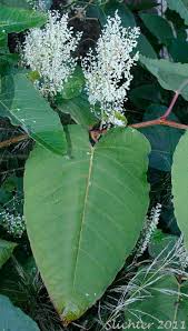 Attēlu rezultāti vaicājumam “Reynoutria sachalinensis leaf”