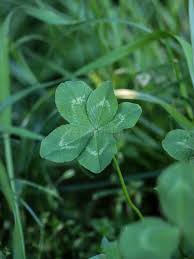 Attēlu rezultāti vaicājumam “Trifolium repens leaf”