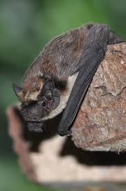Attēlu rezultāti vaicājumam “Vespertilio murinus”