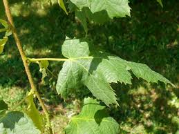 Attēlu rezultāti vaicājumam “Tilia platyphyllos Laciniata leaf”