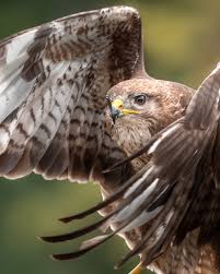 Attēlu rezultāti vaicājumam “Buteo buteo”