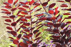 Attēlu rezultāti vaicājumam “Cotinus coggygria flower”