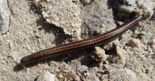 Attēlu rezultāti vaicājumam “Ommatoiulus sabulosus”