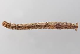 Attēlu rezultāti vaicājumam “Eupithecia succenturiata”