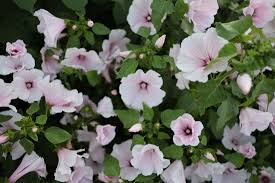 Image result for Lavatera trimestris