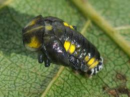 Attēlu rezultāti vaicājumam “Halyzia sedecimguttata”