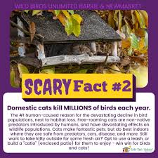 Attēlu rezultāti vaicājumam “Lycogala cf. oleocrystalliferum young”