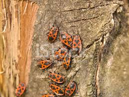 Attēlu rezultāti vaicājumam “Pyrochroidae”