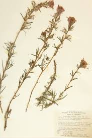 Attēlu rezultāti vaicājumam “Orobanchaceae”