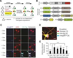 Image result for backmodel terzi