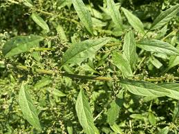 Attēlu rezultāti vaicājumam “Chenopodium acerifolium”