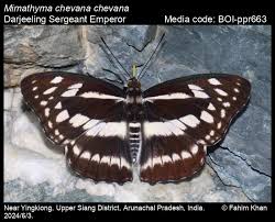 Attēlu rezultāti vaicājumam “Nymphalidae”