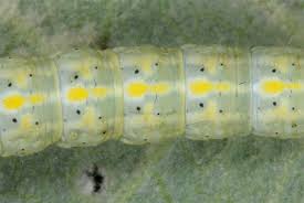 Attēlu rezultāti vaicājumam “Cucullia lucifuga larva”