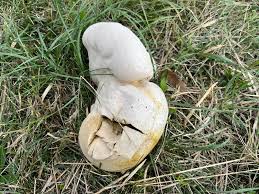Attēlu rezultāti vaicājumam “Calvatia utriformis”
