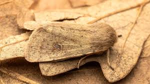 Attēlu rezultāti vaicājumam “Orthosia cruda”