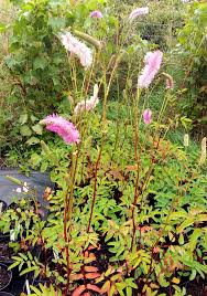 Image result for Sanguisorba officinalis