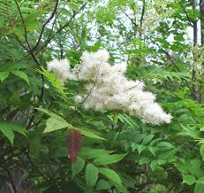 Attēlu rezultāti vaicājumam “Sorbaria sorbifolia flower”