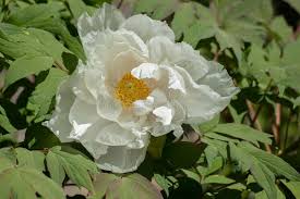 Image result for Pfingstrose