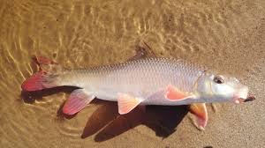 Image result for Moxostoma macrolepidotum