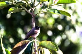 Image result for Hippolais caligata