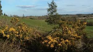 Image result for Follifoot Cc