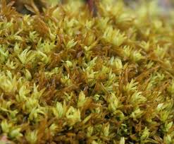 Attēlu rezultāti vaicājumam “Tortella inclinata”