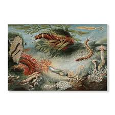 Attēlu rezultāti vaicājumam “Annelides”