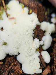 Attēlu rezultāti vaicājumam “Ceratiomyxa morchella stalked”