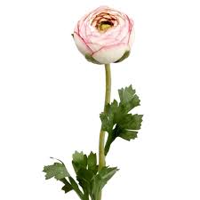 Attēlu rezultāti vaicājumam “Ranunculus flammula bud”