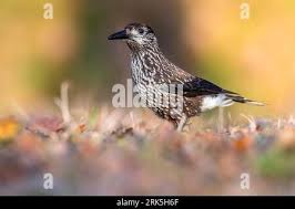 Attēlu rezultāti vaicājumam “Cribraria languescens macro”