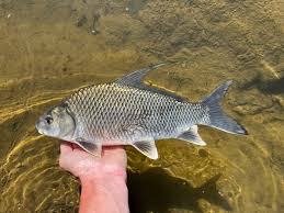 Image result for Carpiodes cyprinus