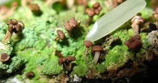 Attēlu rezultāti vaicājumam “Baeomyces rufus”