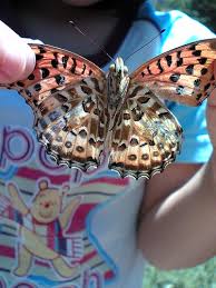 Attēlu rezultāti vaicājumam “Brenthis ino”