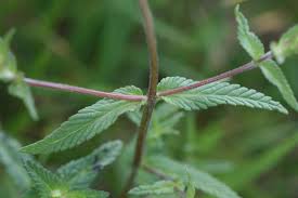 Attēlu rezultāti vaicājumam “Rhinanthus serotinus”