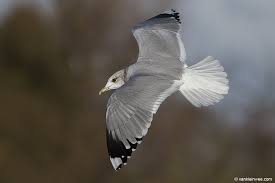 Attēlu rezultāti vaicājumam “Larus canus adult”