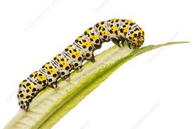 Attēlu rezultāti vaicājumam “Cucullia verbasci larva”