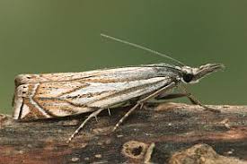 Attēlu rezultāti vaicājumam “Crambus lathoniellus”