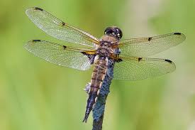 Attēlu rezultāti vaicājumam “Libellula quadrimaculata eggs”