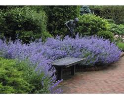 Image result for Katzenminze