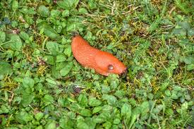 Attēlu rezultāti vaicājumam “Arion lusitanicus”