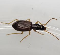 Attēlu rezultāti vaicājumam “Calodromius spilotus”