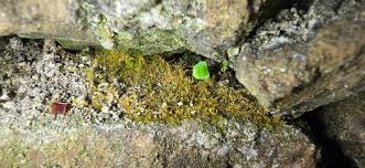 Attēlu rezultāti vaicājumam “Conardia compacta”